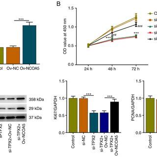 NCOA5 Knockdown Suppresses The Proliferation Of Breast Cancer Cells