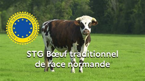 Le Boeuf traditionnel de race normande enregistré en STG YouTube