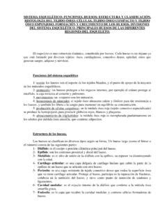 SISTEMA ESQUELÉTICO FUNCIONES HUESOS ESTRUCTURA sistema esquel