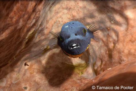 Things you never knew: 7 Facts about Pufferfish in North SulawesiMurex Dive Resorts