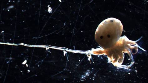 Spiny Water Flea Diagram Flea Fleas