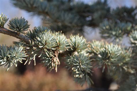 Horstmann Blue Atlas Cedar