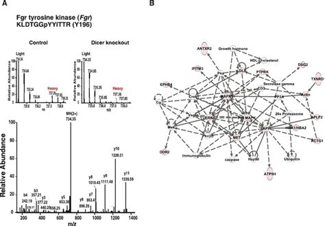 Activation Of Several Signaling Pathways Upon Depletion Of Dicer A MS