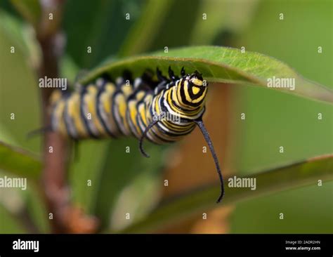 Monarch Danaus Plexippus Caterpillar Feeding On Milkweed Plant