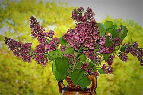 Lilac Flower Plant Nature Free Photo On Pixabay Pixabay