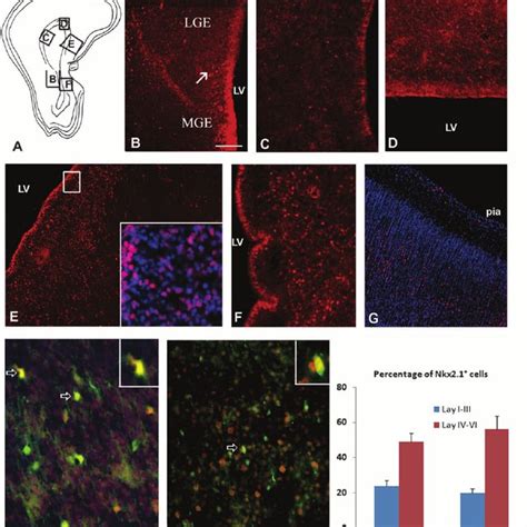 Expression Of Nkx2 1 In The Fetal Human Forebrain At 20 Gw A