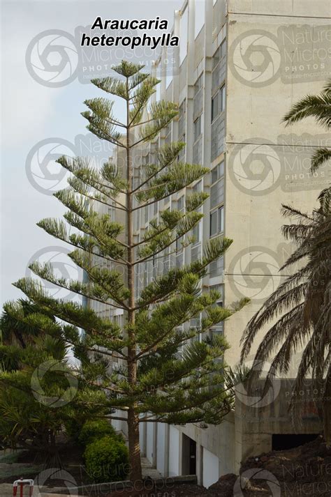 Araucaria Heterophylla Norfolk Island Pine Tree Araucaria