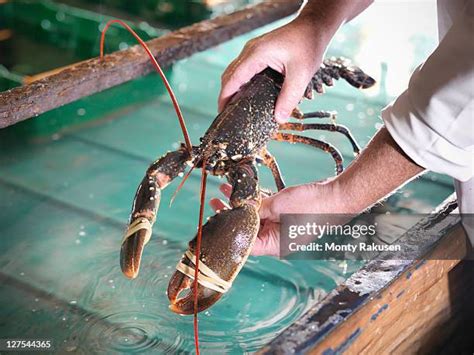 Largest Lobster In The World