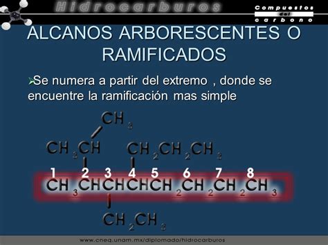 Definicion De Alcanos Arborescentes Lios