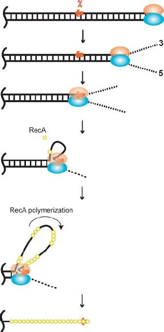 Model For The Regulation Of Addab Enzyme By Its Cognate ␹ Sequence The