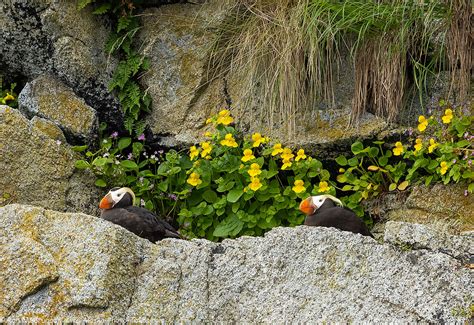 Kenai Fjords Birds - Photo Blog - Niebrugge Images