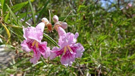 Chilopsis linearis and cultivars – PlantRight