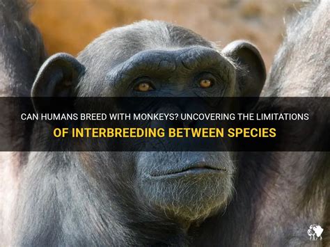 Can Humans Breed With Monkeys Uncovering The Limitations Of