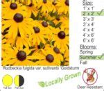 Black Eyed Susan Rudbeckia Fulgida Var Sullivantii Goldsturm