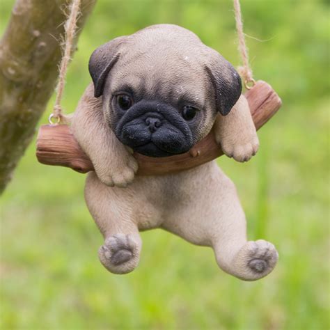 Images Of Cute Pugs