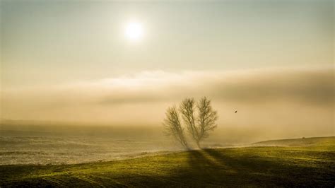 Wallpaper Sunlight Trees Landscape Sunset Hill Nature Grass