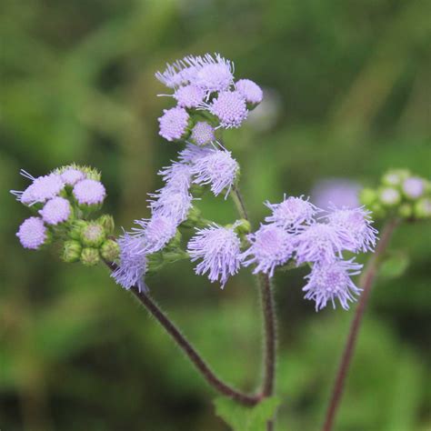 Ageratum ConyzoidesShop Globules Remedia Homeopathy