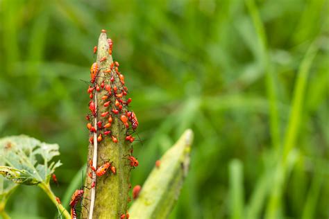 Dealing With Okra Pests Food Gardening Network