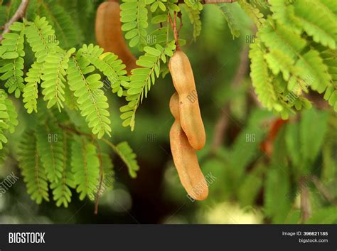 Tamarind Tree Fruit