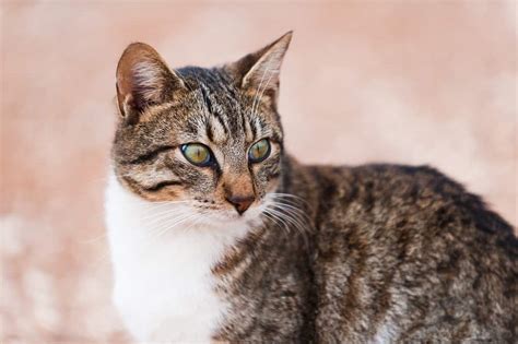 Breed Related Disease Cyprus Cats Bioguard