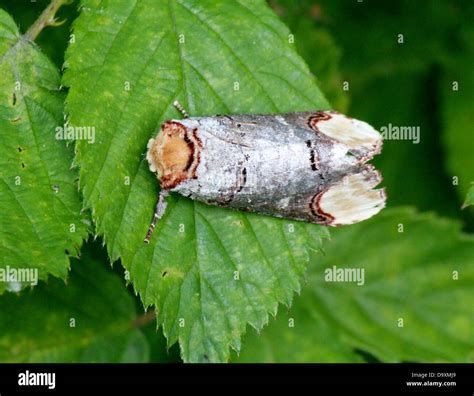 The Very Well Camouflaged Buff Tip Moth Phalera Bucephala Resembling A Broken Twig Stock