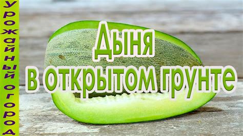 ВЫРАЩИВАНИЕ ДЫНЬ В ОТКРЫТОМ ГРУНТЕ! - YouTube