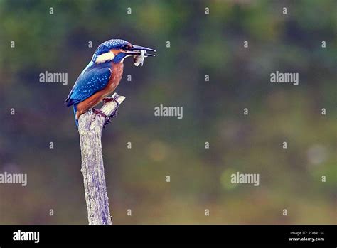 Kingfisher Alcedo Atthis With Prey Stock Photo Alamy