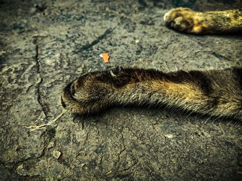 Cat Feet On Floor Relaxing Stock Image Image Of Earth 269513383