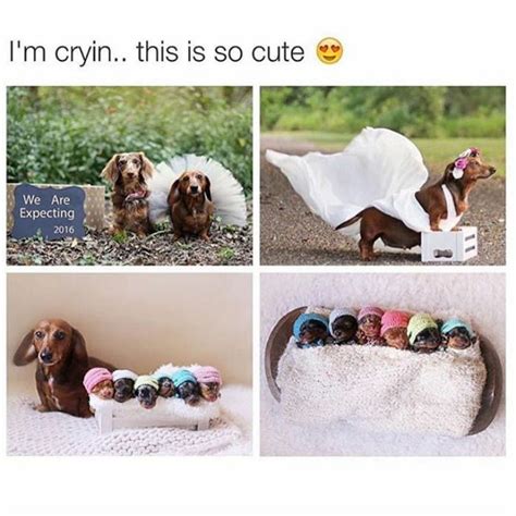 50 Of The Happiest Dog Memes Ever That Will Make You Smile From Ear To ...