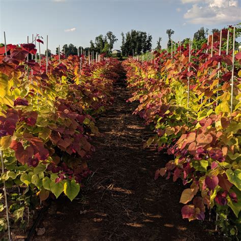 Cercis Canadensis Flame Thrower Portfolio Eastern Redbu Siteone