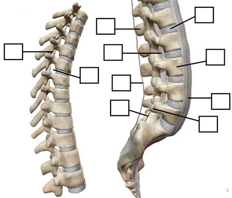 thoracic  lumbar vertebrae diagram quizlet