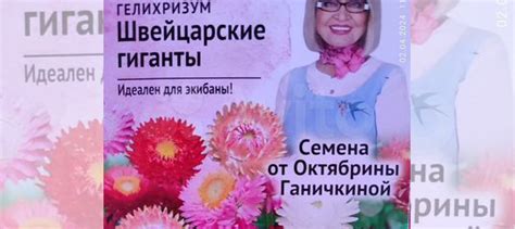 Гелихризум швейцарские гиганты купить в Омске | Электроника | Авито