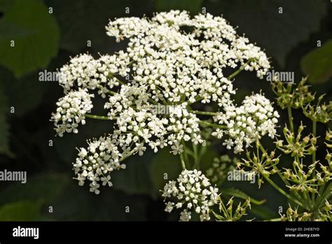 Ground Elder Aegopodium Podagraria In A Hedge Stock Photo Alamy