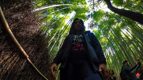 Arashiyama A Encantadora Floresta De Bambus De Kyoto