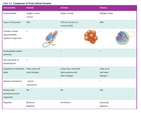 Microbio Chap 1 3 Flashcards Quizlet