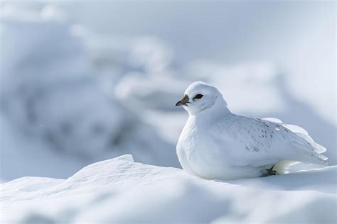 Stoic Ptarmigan Camouflaged Against of Snow Covered Arctic Tundra