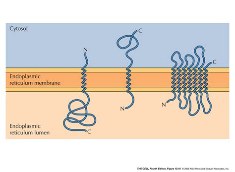 Er Golgi Lysosomes