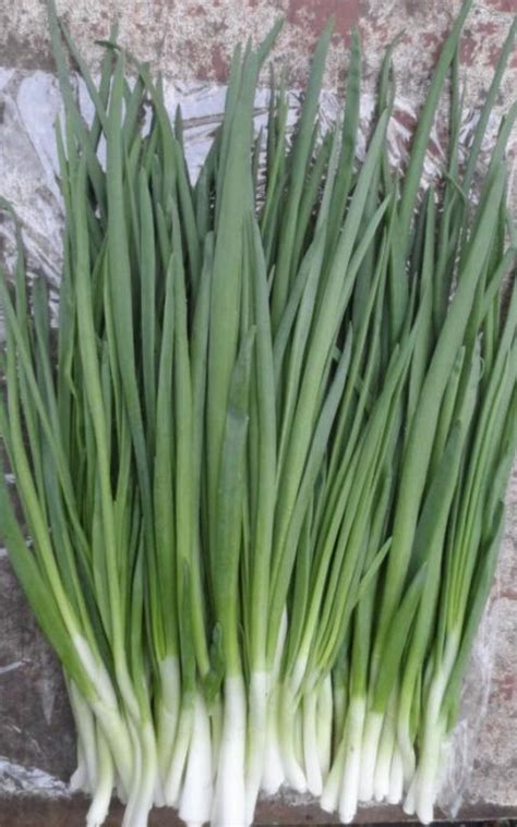Продам перо лука, перо цибулі - купити перо лука, перо цибулі — Agro ...