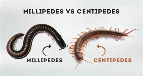 Centipede VS Millipede: Which One? – KidzNet