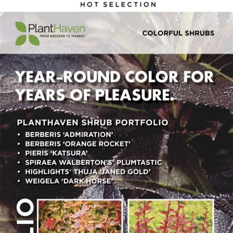 Planthaven Hot Selection Colorful Shrubs PlantHaven International