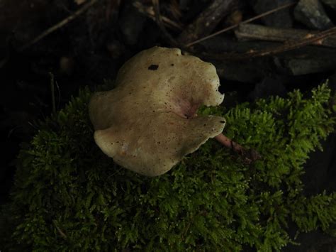 Lentinus Fr Colombian Fungi Made Accessible