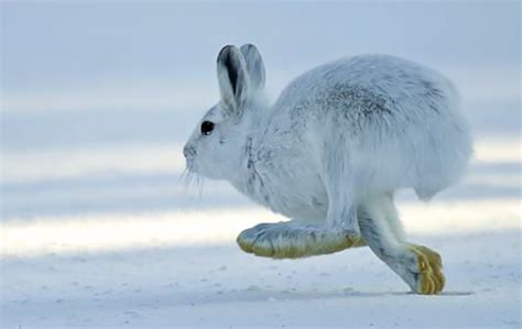 Snowshoe Hare Northwest Wildlife Preservation Society