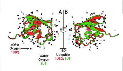 3 Crystallographically Determined Structures Of Ubiquitin Pdb Entries