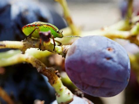 Chinche Apestosa Verde Del Sur En Uvas Foto Premium