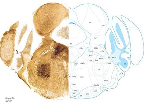 Locus Coeruleus Cross Section