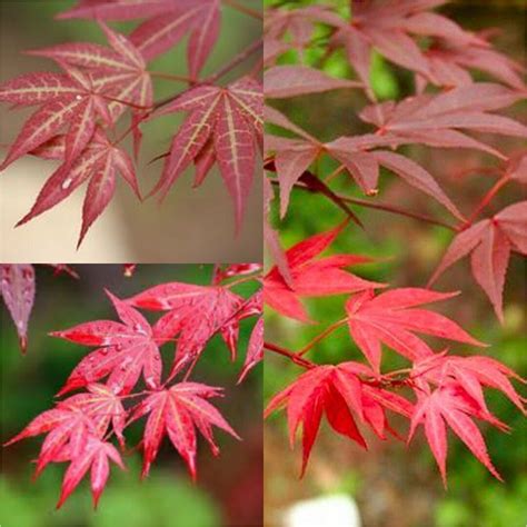 Seeds For Planting Acer Palmatum Matsumurae Yezo Nishiki Dry Seed