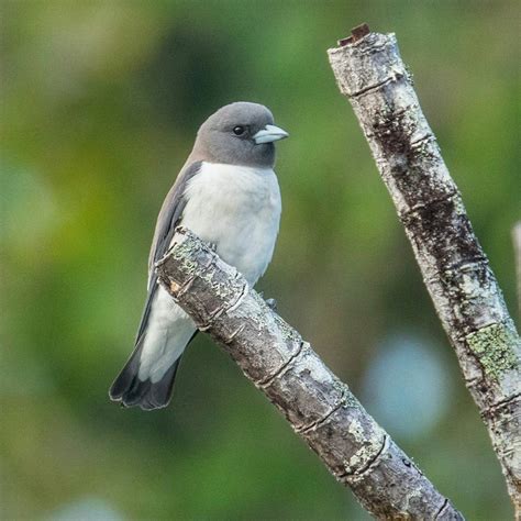 White Breasted Wood Swallow Artamus Leucorynchus Crocodiles Birds