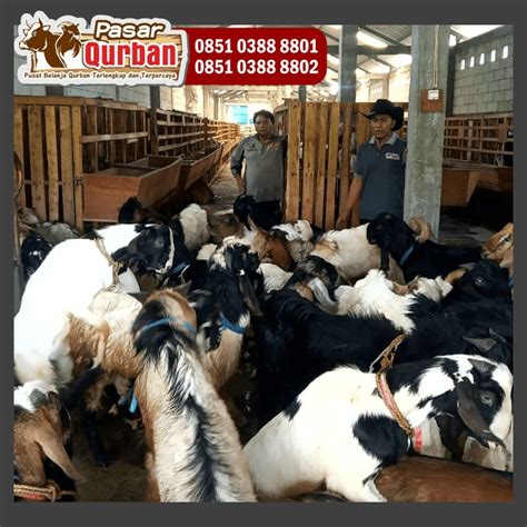 Wa 0851 0388 8801 Harga Kambing Qurban 2023 Di Surabaya On Carousell