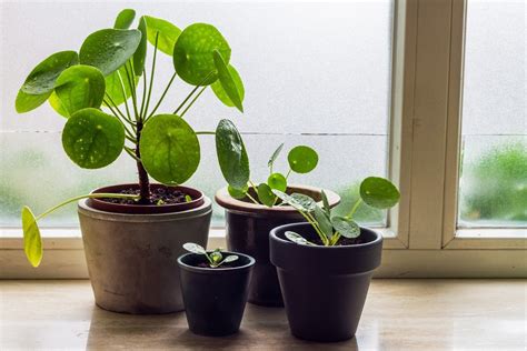 Plantas seguras para gatos descubra quais espécies não são tóxicas