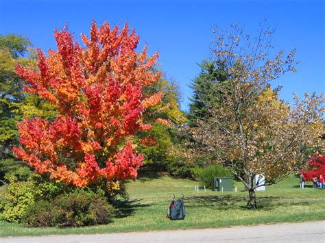 Acer Rubrum Red Maple Tree Photo Gallery